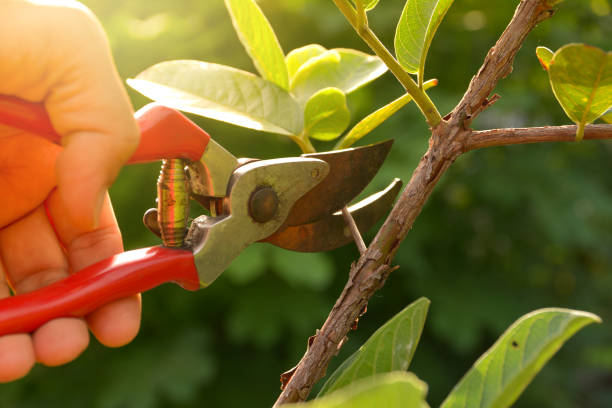 Best Tree Risk Assessment  in USA